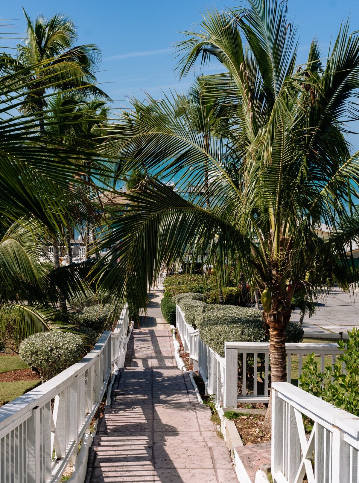 Palm-lined path at Romora Bay